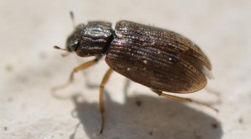 Helophorus sp.